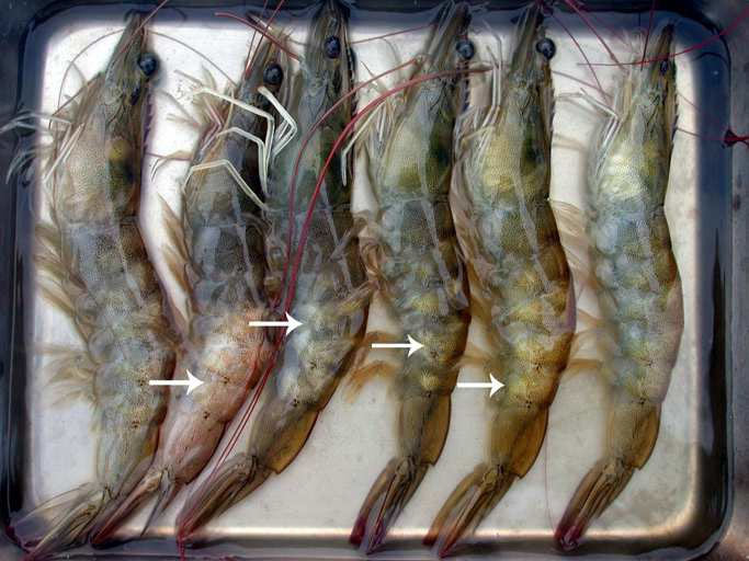 hoại tử cơ do vi khuẩn, hoại tử cơ do PvNV, PvnV in shrimp