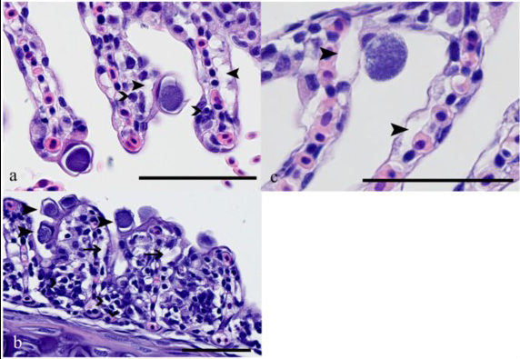 Bệnh Epitheliocystis, Ca. Actinochlamydia pangasiae, loài ký sinh trùng trên cá, ký sinh trùng mới, bệnh của cá tra