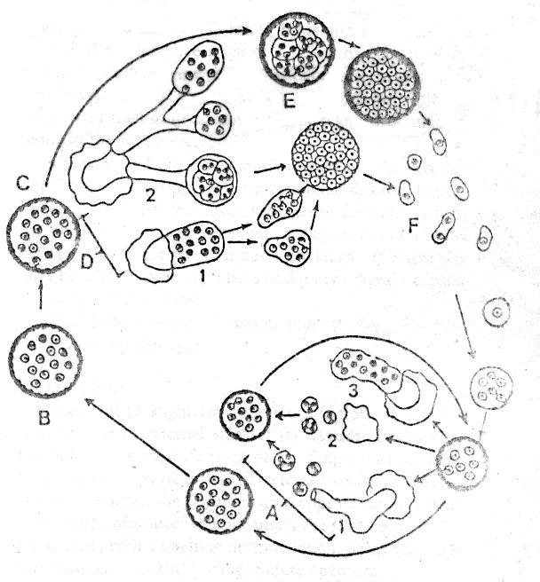 chu kỳ nấm hạt Ichthyophonosis