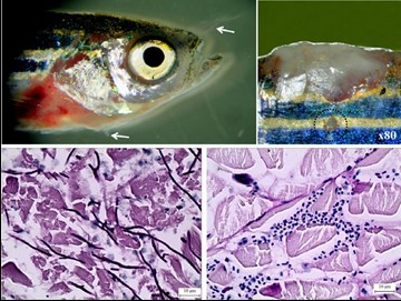Fusarium oxysporum (FOSC), bệnh nấm trên cá, bệnh cá, bệnh trên cá do nấm