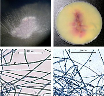 Fusarium oxysporum (FOSC), bệnh nấm trên cá, bệnh cá, bệnh trên cá do nấm