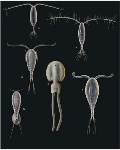 1. Calanus finmarchicus; 2. Acartia clausi; 3. Temora longicornis; 4. Salmon louse (Lepeophtheirus salmonis); 5. Mesocyclops leuckarti; 6. Tigri-opus californicus.