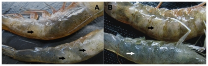 bệnh trắng đuôi do vi khuẩn, bệnh trắng đuôi trên tôm, bệnh cơ trên tôm thẻ