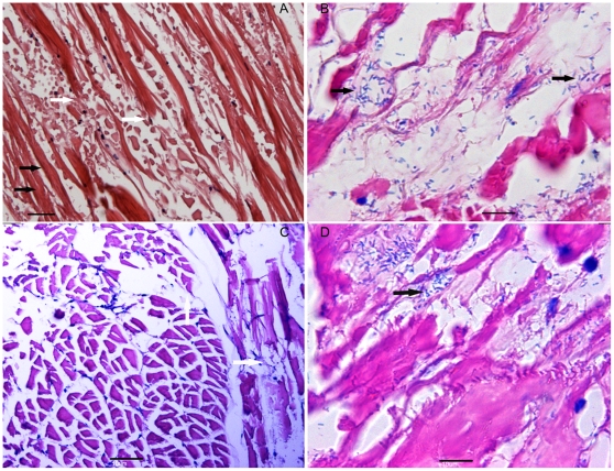 bệnh trắng đuôi do vi khuẩn, bệnh trắng đuôi trên tôm, bệnh cơ trên tôm thẻ