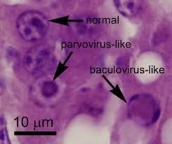 Baculovirus, Baculovirus trên cua, bệnh virus trên cua