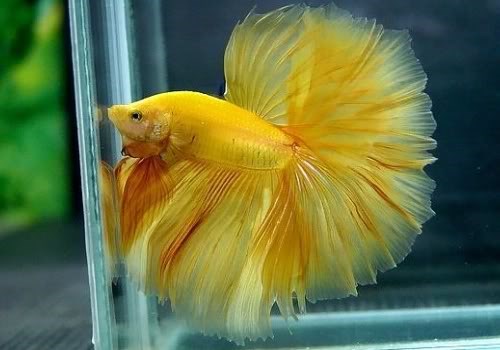 betta rồng sặc sỡ