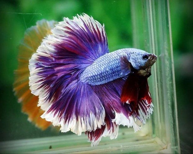 betta rồng