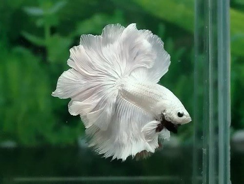 betta rồng trắng