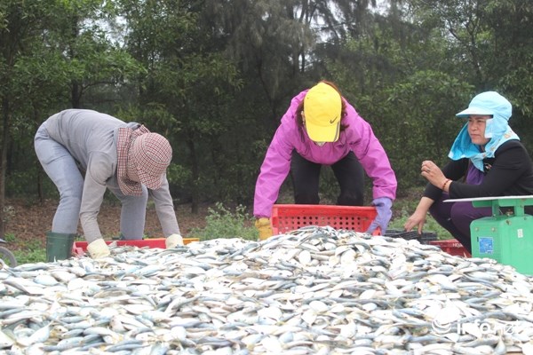 sau sự cố biển