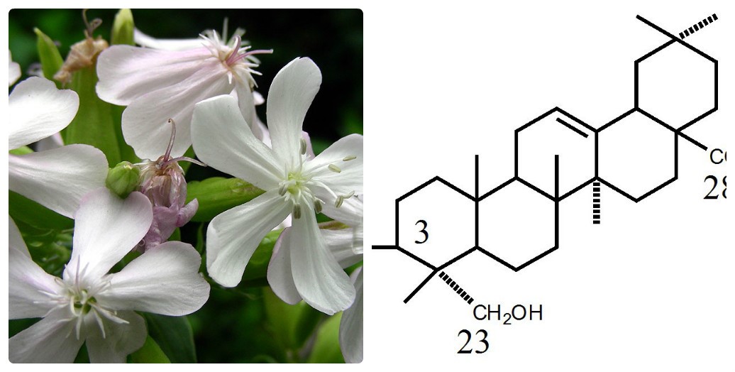 bổ sung saponin, saponin trong ương ghẹ, ghẹ, sản xuất giống ghẹ