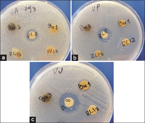 Streptomyces spp. RL8, streptococus trong nuôi trồng thủy sản, probiotic từ streptomycis, bệnh tôm