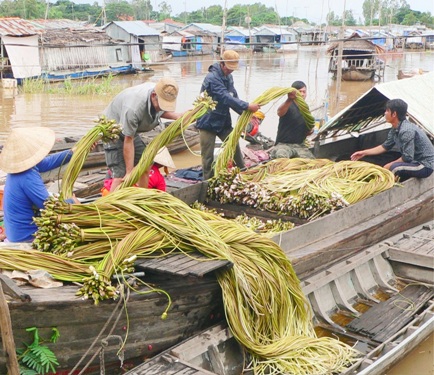 Dân nghèo vùng biên được mùa bông súng đồng