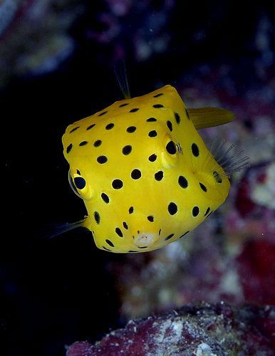 boxfish cá hòm trán dô