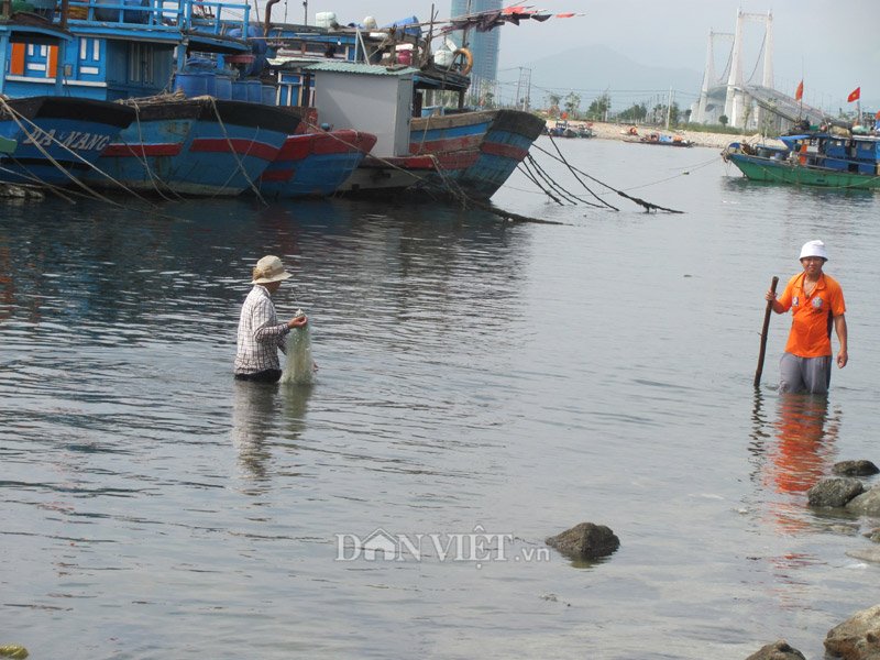 bủa lưới