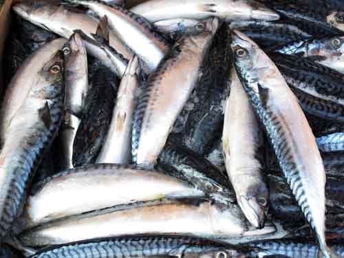 Cá cũng chứa nhiều a xít béo omega-3 tốt cho sức khỏe - Ảnh: Shutterstock