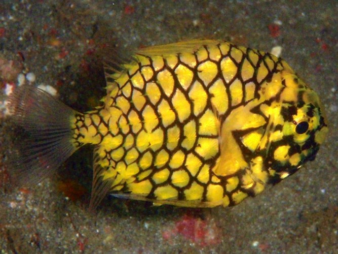 ca an minh trong san ho