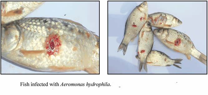 Methionine hydroxy, tác dụng Methionine hydroxy, Chống xuất huyết trên cá, cá chép, xuất huyết trên cá chép, vai trò Methionine với cá chép