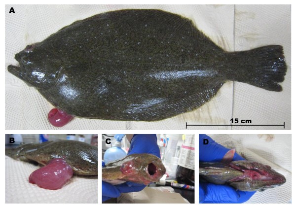 vi khuẩn gây bệnh cho cá, Edwardsiella tarda, Edwardsiella spp