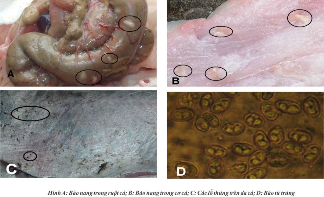 Thích bào tử Myxosporea và vi bào trùng Microspora