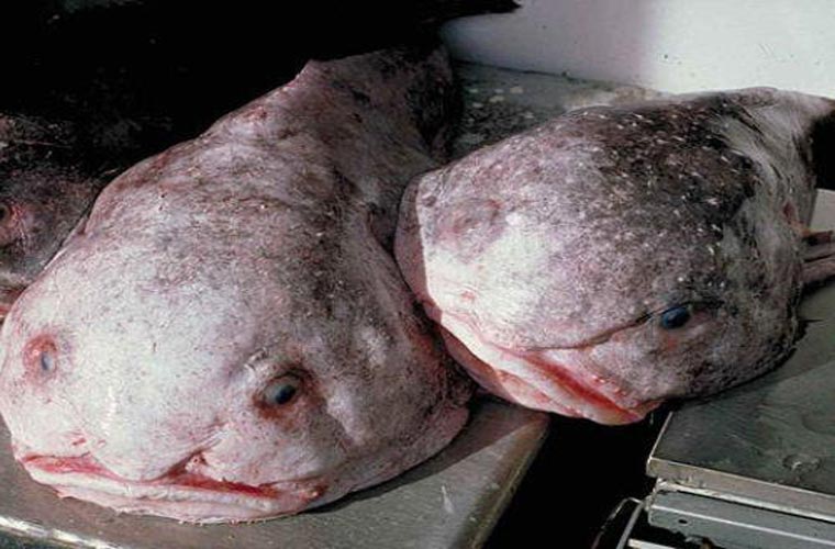  Cá blobfish là loài cá khá hiếm, sống ở mực nước sâu ngoài khơi Australia và Tasmania. Loài cá này không có bong bóng-1 công cụ để nổi như hầu hết các loài cá khác. Nó nổi được là nhờ thịt dạng sệt, ít đặc hơn so với nước biển, cho phép nó bơi dễ dàng hơn dưới đáy biển để kiếm thức ăn.