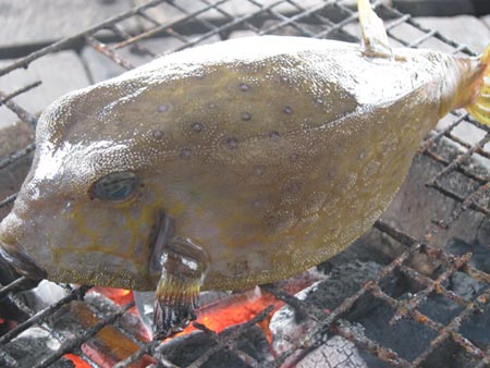 Cá bò hòm nhìn từ bụng