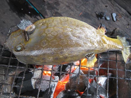 Bò hòm nhìn từ lưng