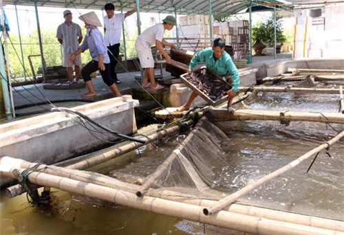 cá bống bớp