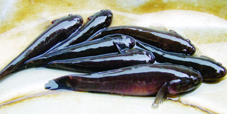 nuôi cá Nam Định