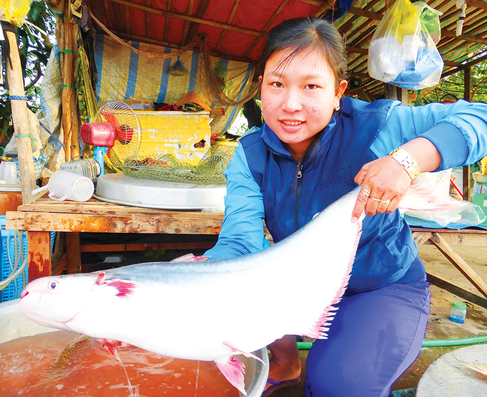 săn cá bông lau, cá bông lau, giá cá bông lau, thủy sản, nghề cá