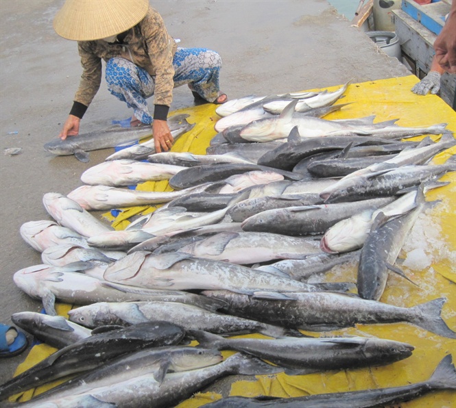 người nuôi cá bớp, cá bớp chết, cá bớp chết ở Khánh Hòa, nguyên nhân cá chết, bệnh trên cá