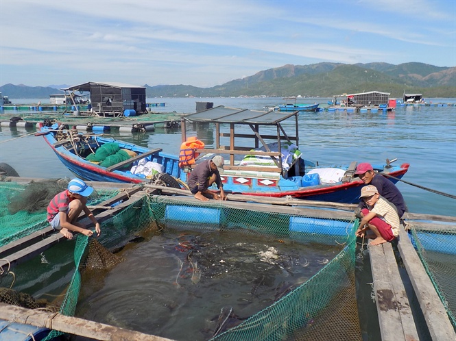 người nuôi cá bớp, cá bớp chết, cá bớp chết ở Khánh Hòa, nguyên nhân cá chết, bệnh trên cá