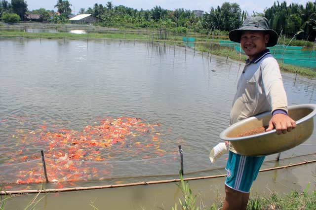 nông dân nuôi cá cảnh làm giàu