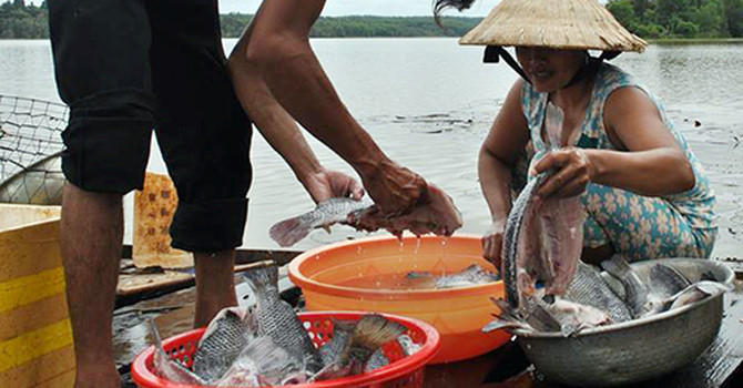 cá chết, cá nuôi, nuôi cá, cá chết ở Bình Phước