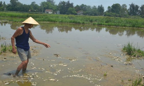 cá chết Đà nẵng