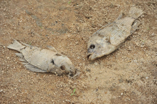 cá chết đặc quánh