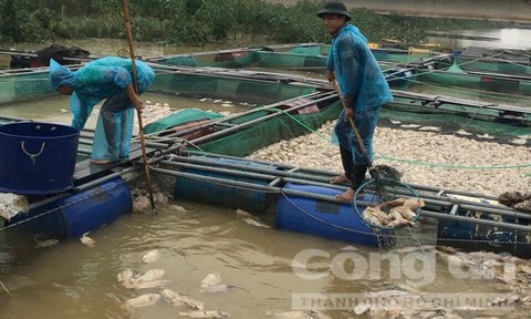 cá chết do xả lũ, hàng tấn cá chết do xã lũ, cá nuôi chết do xã lũ, cá nuôi, cá nuôi ở Huế