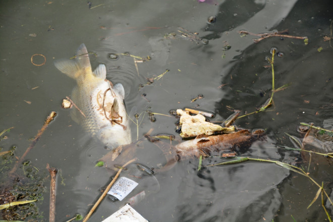 Hồ Xuân Hương (Đà Lạt) bốc mùi do cá chết