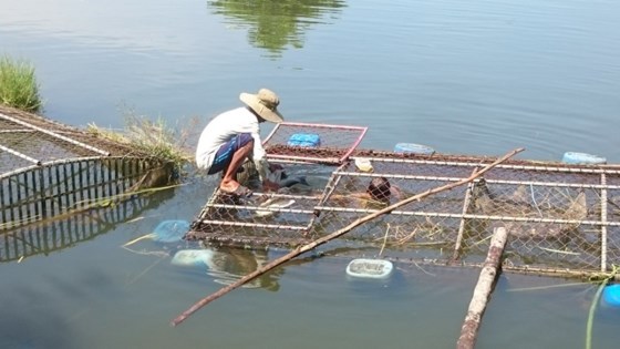 cá chết, nuôi cá, nuôi cá Thừa Thiên Huế