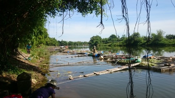 cá chết, nuôi cá, nuôi cá Thừa Thiên Huế