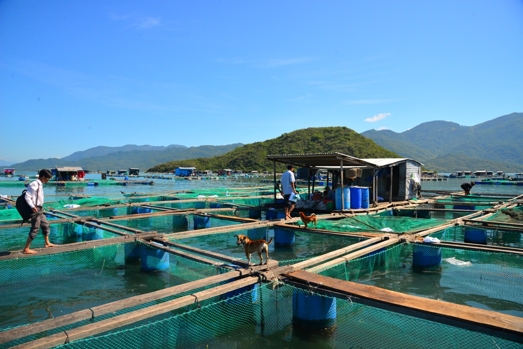 Cá chết, cá chết ở đầm nha phu, cá chết ở Khánh Hòa, nuôi cá bè