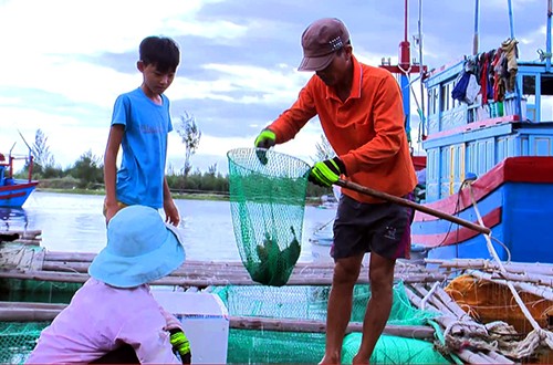  nuôi cá, cá chết, con số cá chết, cá chết Phú Yên