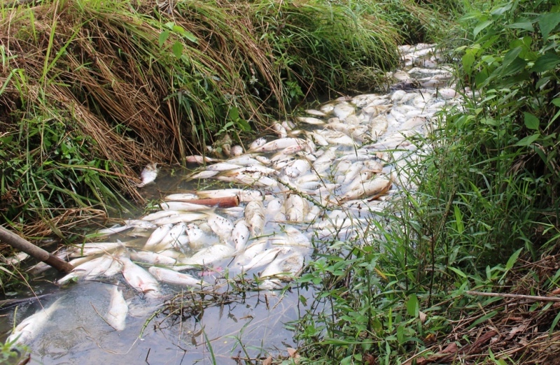 cá chết, cá chết Quảng Ngãi, dịch bệnh trên cá, cá chết do nhiễm khuẩn, bệnh cá