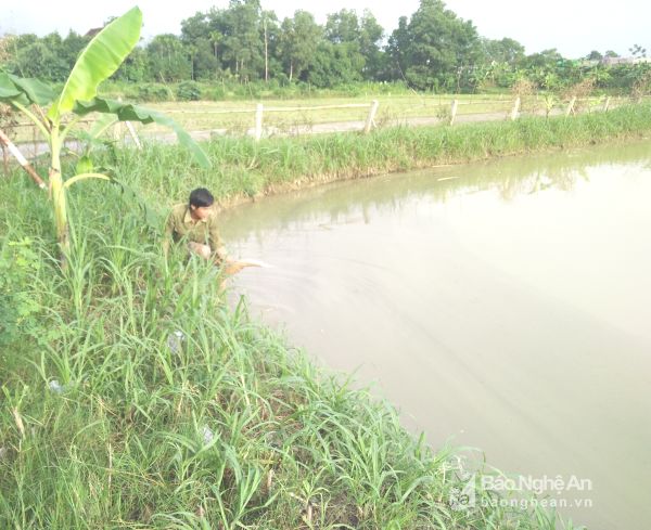 cá chết nghệ an, cá chết sau lũ, cá, nuôi cá, cá chết