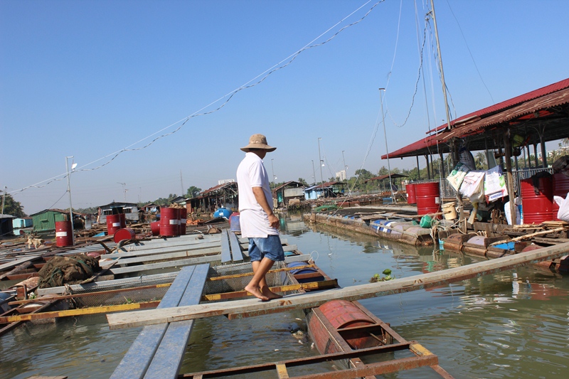 cá chết sau một đêm