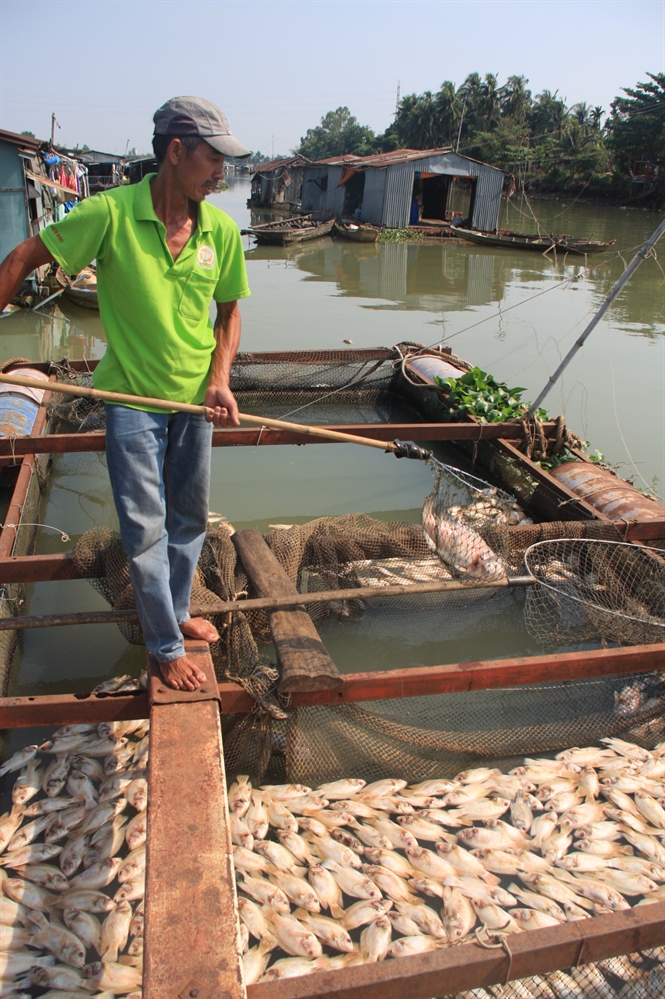 Cá chết do nước hồ bị ô nhiễm nặng.