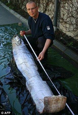 cá dài 6m ở Mexico