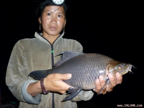 Những loài cá mang lại bạc tỷ cho nông dân