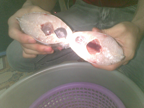 cá hai khoang bụng 1