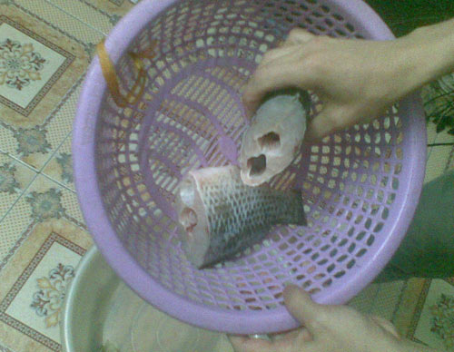 cá hai khoang bụng 2