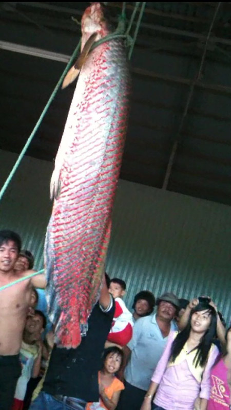 Con cá hải tượng long nặng gần 70 kg mà người dân xã Phú Thành bắt được trước tết